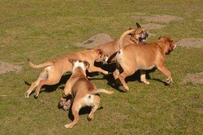 Seeblickbulls Hundis im Garten am 8. und 23. März 2014