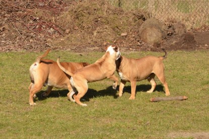 Seeblickbulls Hundis im Garten am 8. und 23. März 2014