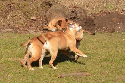 Seeblickbulls Hundis im Garten am 8. und 23. März 2014