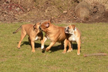 Seeblickbulls Hundis im Garten am 8. und 23. März 2014