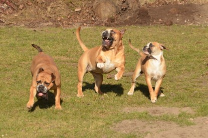 Seeblickbulls Hundis im Garten am 8. und 23. März 2014