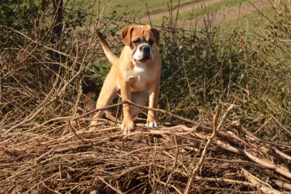 Seeblickbulls Hundis im Garten am 8. und 23. März 2014