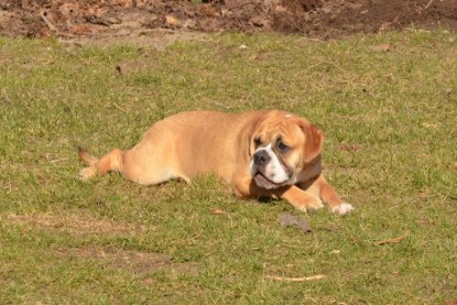 Seeblickbulls Hundis im Garten am 8. und 23. März 2014