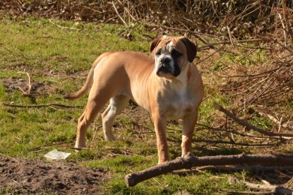 Seeblickbulls Hundis im Garten am 8. und 23. März 2014