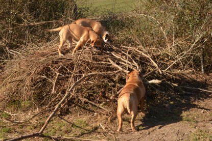 Seeblickbulls Hundis im Garten am 8. und 23. März 2014