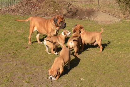 Seeblickbulls Hundis im Garten am 8. und 23. März 2014