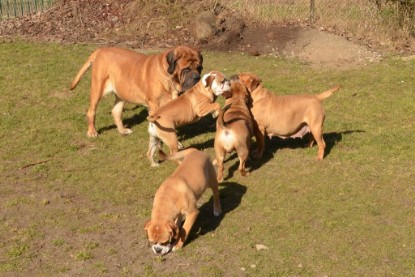 Seeblickbulls Hundis im Garten am 8. und 23. März 2014