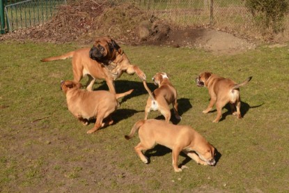 Seeblickbulls Hundis im Garten am 8. und 23. März 2014