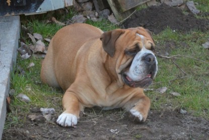 Seeblickbulls Hundis im Garten am 8. und 23. März 2014