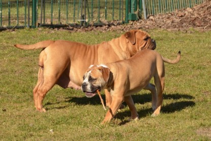 Seeblickbulls Hundis im Garten am 8. und 23. März 2014