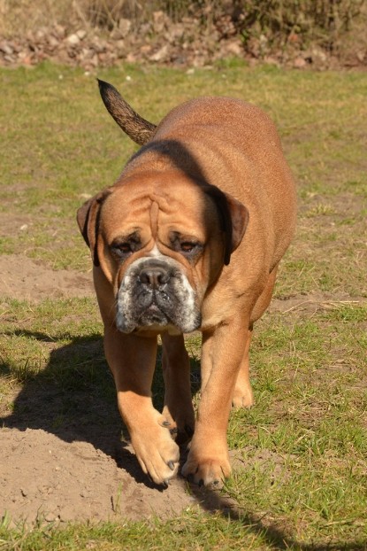 Seeblickbulls Hundis im Garten am 8. und 23. März 2014