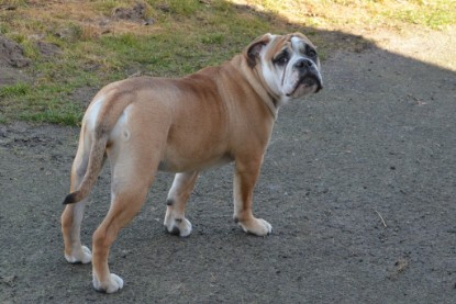 Seeblickbulls Hundis im Garten am 8. und 23. März 2014