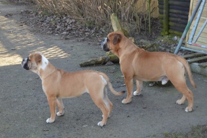 Seeblickbulls Hundis im Garten am 8. und 23. März 2014