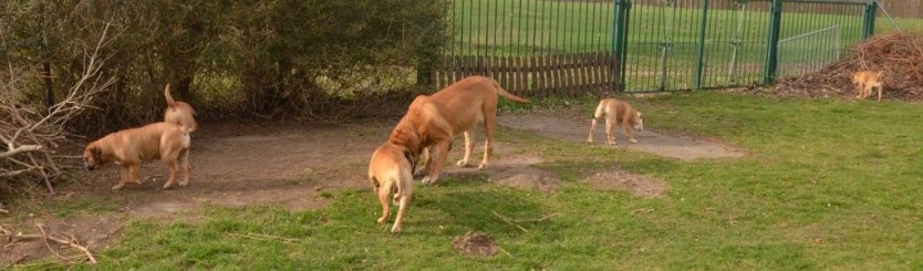 Seeblickbulls Hundis im Garten am 8. und 23. März 2014