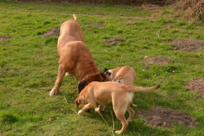 Seeblickbulls Hundis im Garten am 8. und 23. März 2014