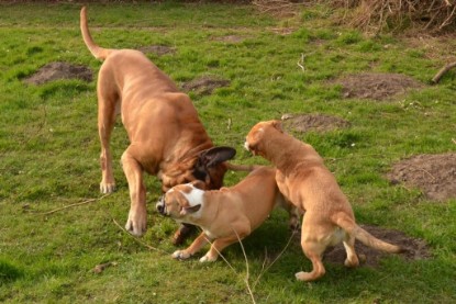 Seeblickbulls Hundis im Garten am 8. und 23. März 2014