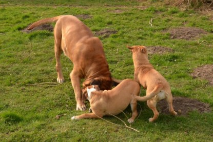 Seeblickbulls Hundis im Garten am 8. und 23. März 2014