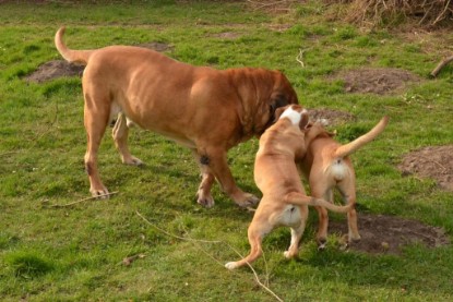 Seeblickbulls Hundis im Garten am 8. und 23. März 2014