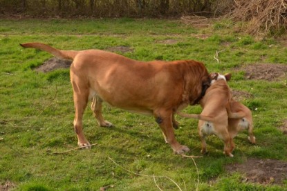 Seeblickbulls Hundis im Garten am 8. und 23. März 2014