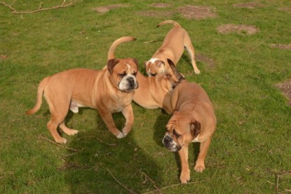 Seeblickbulls Hundis im Garten am 8. und 23. März 2014