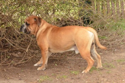 Seeblickbulls Hundis im Garten am 8. und 23. März 2014