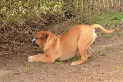 Seeblickbulls Hundis im Garten am 8. und 23. März 2014