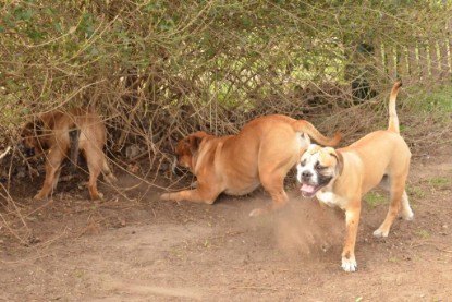 Seeblickbulls Hundis im Garten am 8. und 23. März 2014