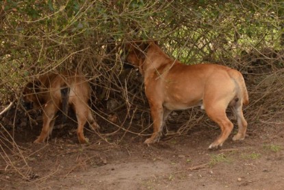 Seeblickbulls Hundis im Garten am 8. und 23. März 2014