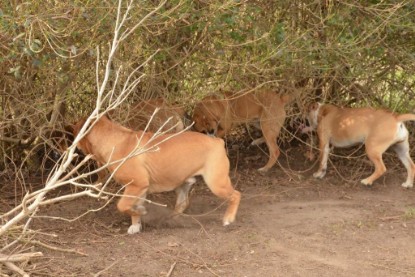 Seeblickbulls Hundis im Garten am 8. und 23. März 2014