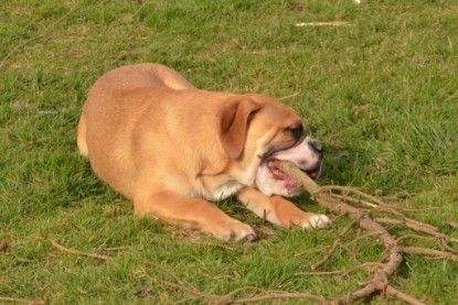 Seeblickbulls Hundis im Garten am 8. und 23. März 2014