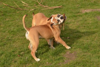 Seeblickbulls Hundis im Garten am 8. und 23. März 2014