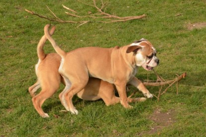 Seeblickbulls Hundis im Garten am 8. und 23. März 2014