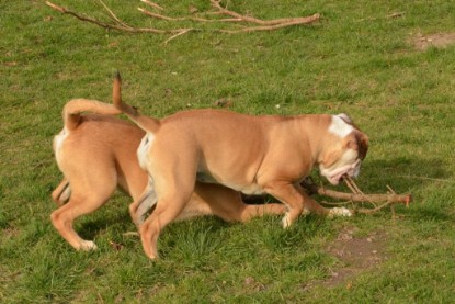 Seeblickbulls Hundis im Garten am 8. und 23. März 2014