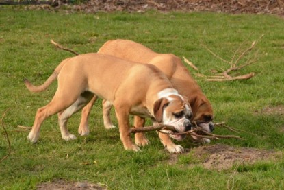 Seeblickbulls Hundis im Garten am 8. und 23. März 2014