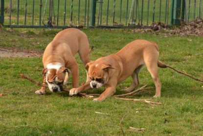 Seeblickbulls Hundis im Garten am 8. und 23. März 2014