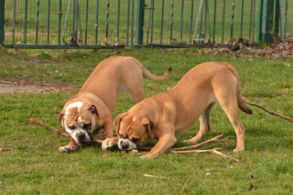 Seeblickbulls Hundis im Garten am 8. und 23. März 2014