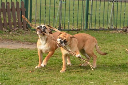 Seeblickbulls Hundis im Garten am 8. und 23. März 2014