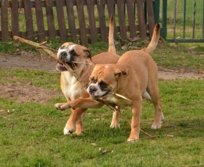 Seeblickbulls Hundis im Garten am 8. und 23. März 2014