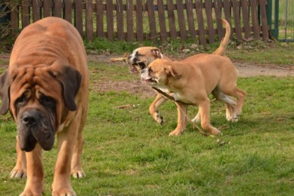 Seeblickbulls Hundis im Garten am 8. und 23. März 2014