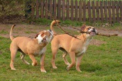 Seeblickbulls Hundis im Garten am 8. und 23. März 2014