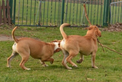 Seeblickbulls Hundis im Garten am 8. und 23. März 2014