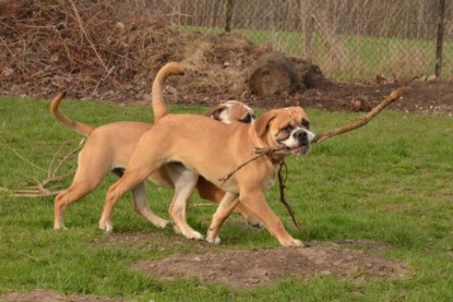 Seeblickbulls Hundis im Garten am 8. und 23. März 2014