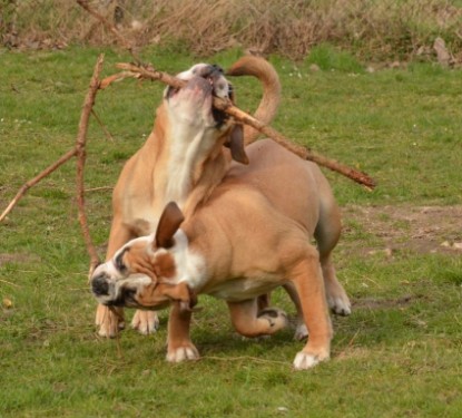 Seeblickbulls Hundis im Garten am 8. und 23. März 2014