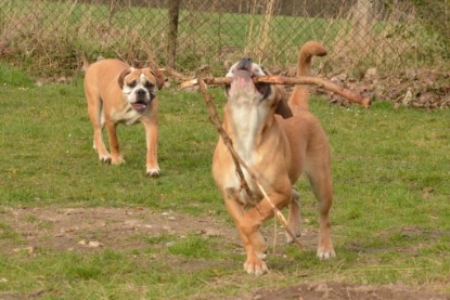 Seeblickbulls Hundis im Garten am 8. und 23. März 2014