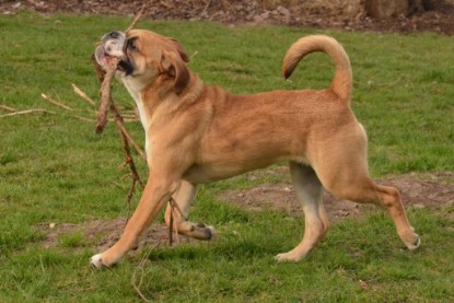 Seeblickbulls Hundis im Garten am 8. und 23. März 2014