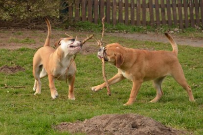 Seeblickbulls Hundis im Garten am 8. und 23. März 2014