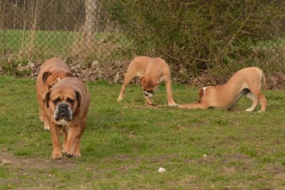 Seeblickbulls Hundis im Garten am 8. und 23. März 2014