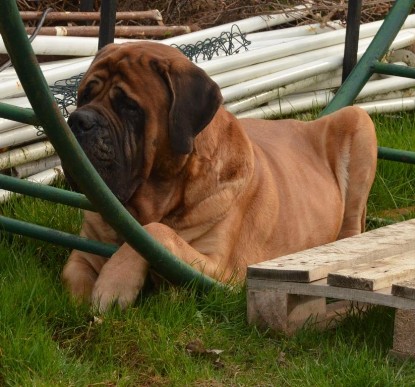 Seeblickbulls Hundis im Garten am 8. und 23. März 2014