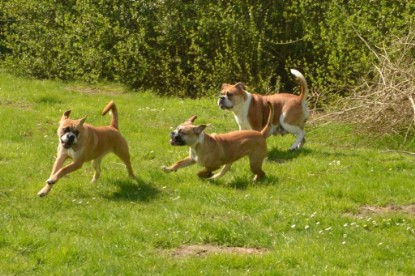 Continental Bulldogs Seeblickbulls Bilderalbum - Bilder vom April 2014