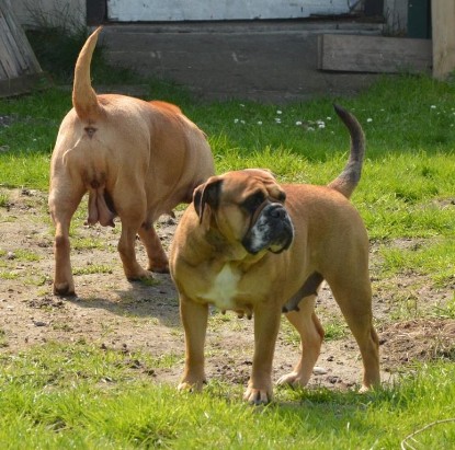 Continental Bulldogs Seeblickbulls Bilderalbum - Bilder vom April 2014